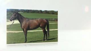 preview picture of video 'Horse Humane Society | Big Rock, IL (630) 556-3519'