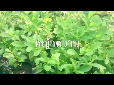 เม็ดที่มีความแข็งแรง Danabol และความแข็งแรง