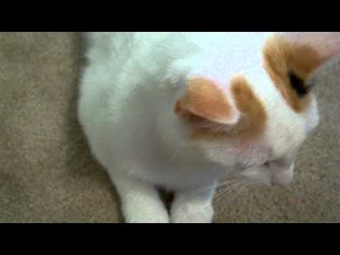 Video of adoptable pet DeLana