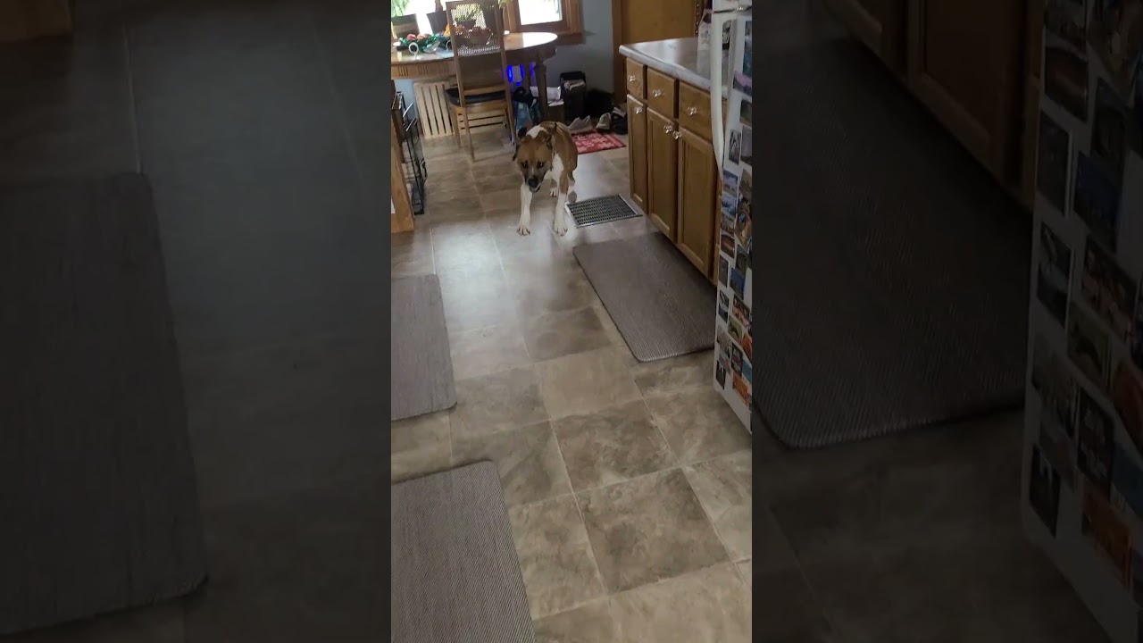 Enlarge Vernon 22505, a Adoptable mixed breed in Minneapolis, MN video 6/6