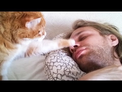 Cute Pets Waking Up Their Owners ⏰ Best Alarm Clock Ever! [Funny Pets]