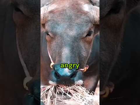 How do you escape from an angry bull?