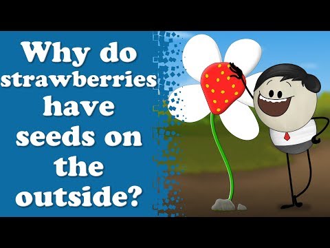 為什麼草莓外面有種子？| 草莓 (Why do strawberries have seeds on the outside? | #aumsum)