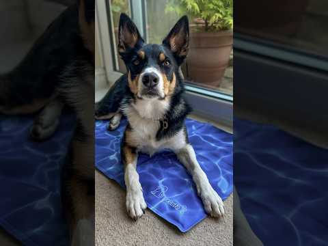 This Cooling Pad is a SUMMER GAMECHANGER for Pets! No Water or Ice Needed! #Pecute#summeressentials