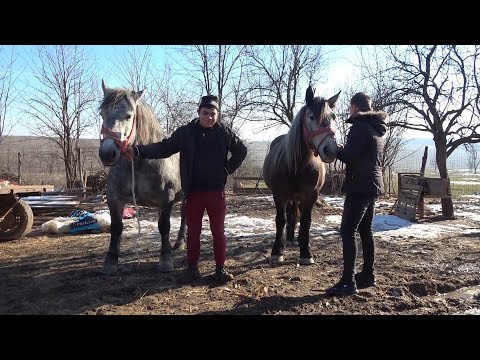 Caii lui Mircea de la Cubulcut, Bihor - 2020 Nou !!!