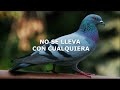 Paloma Azul - El Tigrillo Palma (LETRA)
