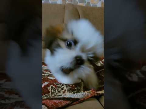 Very angry Shih tzu #shihtzu #puppy #shortvideo #smalldogbreed #cutedog #shihtzupuppy #barking #cute