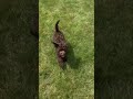 Cockapoo dogs for sale: Arlo - Video 1