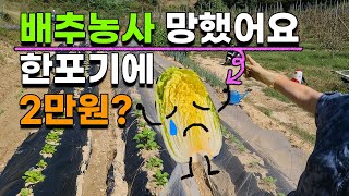 김장배추 농사 망했습니다 한포기에 2만원?? 배추농사 배추재배