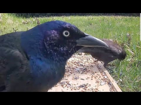 Ultimate 8 Hour Video Of Spring BIRDS Fun For Your Dogs and Cats