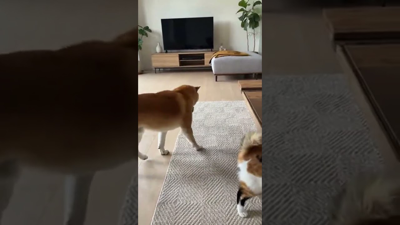 おもちゃを差し出す犬、紳士すぎて尊い🐶🐱 #cat #dog #cute #home #japan @chiero_piero