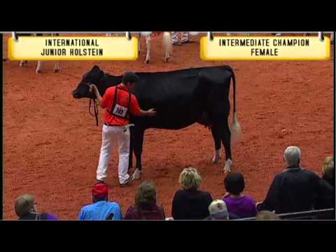 Junior Holstein - Intermediate Champion