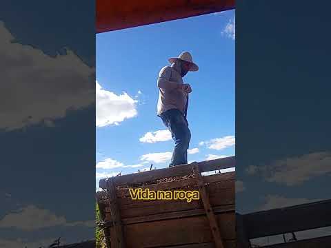 fazenda Diniz besouro de são Gabriel ba