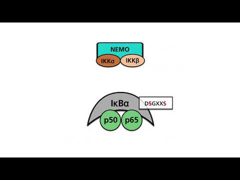 NF-κB pathways, Part 1: The canonical pathway of NF-κB activation