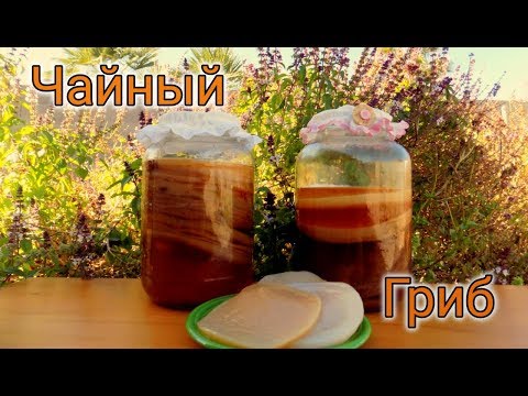 Чайный гриб  (Жизнь в американской деревне) #32