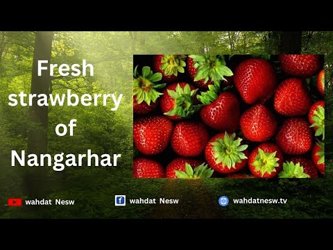 Wahdat Pashto|ننګرهد Strawberry کرکیله مخ په ډيریدو ده، دسباوون ساحل رپورټ|Wahdat Pashto News