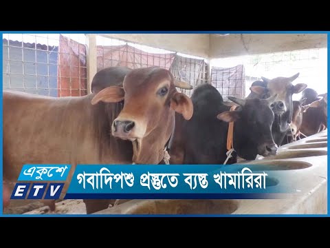 গবাদিপশু প্রস্তুতে ব্যস্ত দেশের খামারিরা