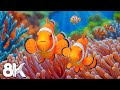 The Magical Aquarium 8K ULTRA HD - Explore Exotic Sea Animals & Mesmerizing Underwater Realm DEFAULT Thumbnail