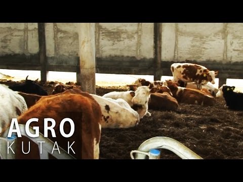 Agro kutak 34 - Proizvodnja mlijeka i problemi mljekara
