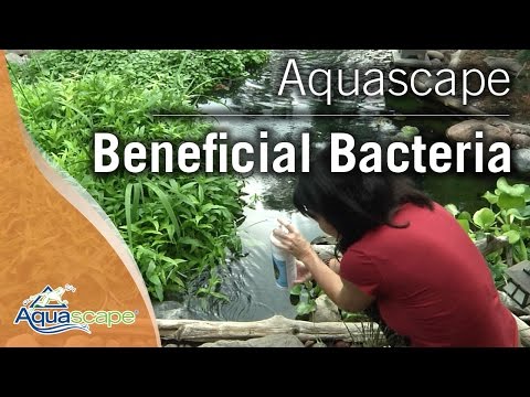 Crystal Clear Pond Water with Aquascape Beneficial Bacteria