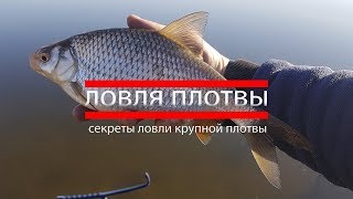 На что ловят крупную плотву