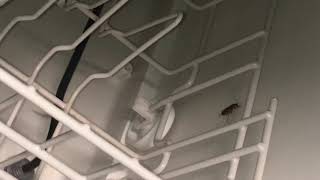 Roaches in dish washer