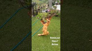 Download lagu Bakalan Bonsai Serut Besar #short mp3