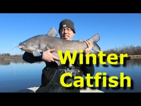 Cold weather winter blue catfish. Best winter catfish bait.