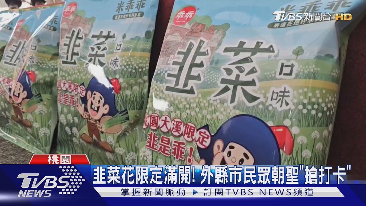 桃園大溪「九月雪」韭菜花田盛開 民眾搶拍...盛況曝