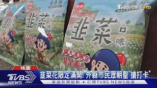 桃園大溪「九月雪」韭菜花田盛開 民眾搶拍...盛況曝