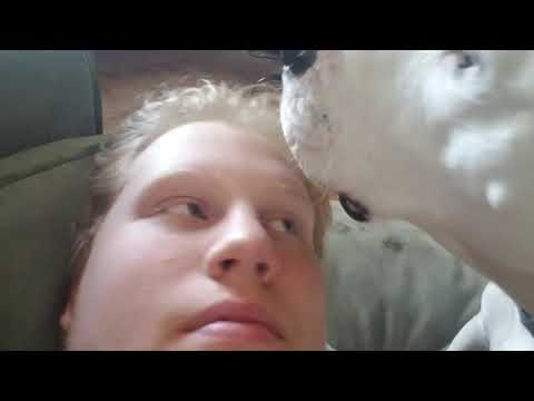 1 doggo 2 doggo 3 doggo I doggo