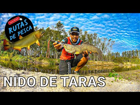 MUCHO PIQUE 🎣💪🏽JUNTA Río Seco con Río Sali, Zona de Amadiel, Tucumán. Rutas de Pesca 2025