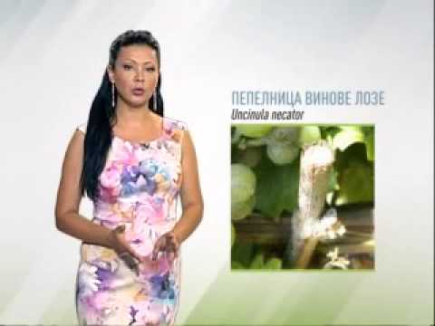Zelena prognoza, 8.7.2015. - O veoma značajnom obolenju u našim vinogorjima, o pepelnici vinove loze