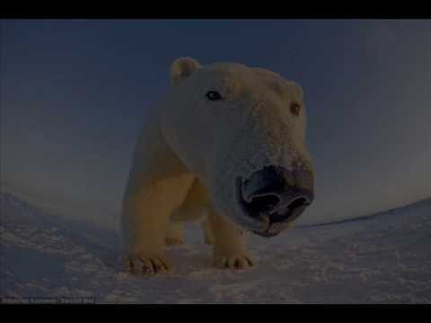 TeTTSUO - requiem for a white bear!