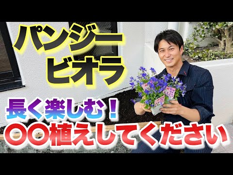 パンジーを植える時期