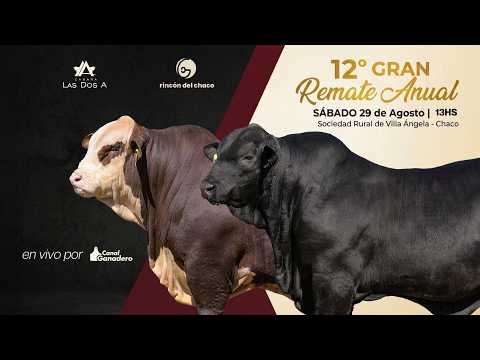 ⚡️ 12° REMATE ANUAL CABAÑA LAS DOS A Y RINCÓN DEL CHACO 2026 - BRANGUS, BRAFORD Y BRAHMAN