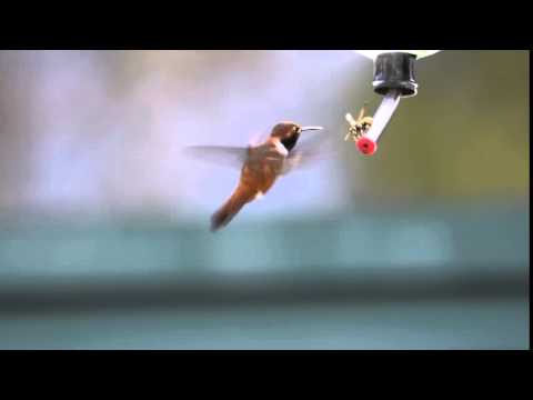 Rufous Hummingbird vs. Wasp