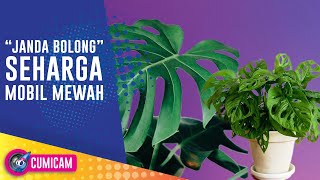 Download lagu Viral, Tanaman Hias 'Janda Bolong' Dibandrol Ratusan Juta - Cumicam mp3