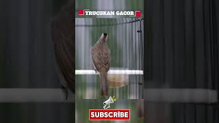 Download lagu Masteran Trucukan Gacor ROPEL PANJANG Ampuh Untuk Pancingan Trucuk Agar Cepat Menaikkan GACOR 113 mp3