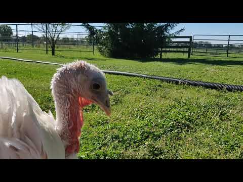 Rare Strutting and Gobbling by a Turkey Hen