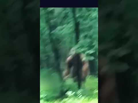 This Jaw-dropping Video Shows the LARGEST DOGMAN Ever! 🐺🚹