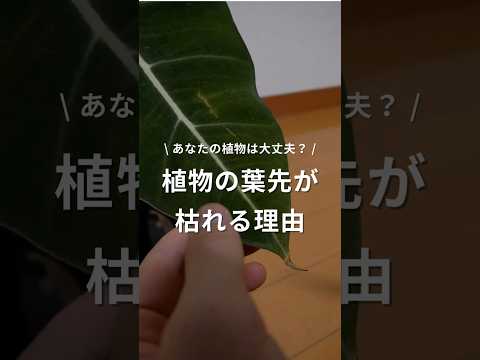 なぜ私のメキシコオレンジの木は病気で枯れるのですか? 柔らかい黄色の葉