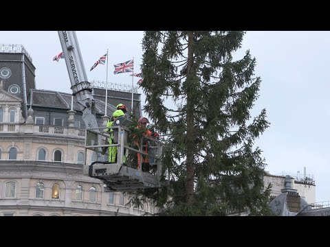 Video | Norwegian Christmas tree arrives in London in decades-old tradition | AFP