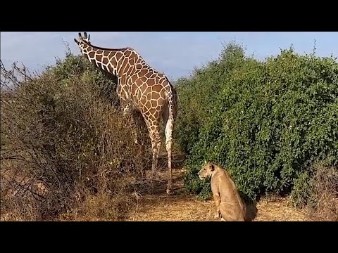 Lioness creeps up to a giraffe and doesn't know what to do next