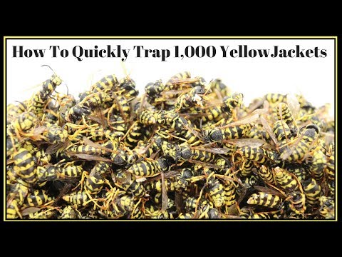 How To Trap Thousands Of Yellow Jackets In A Single Swoop