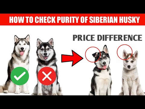 how to check purity of siberian husky/ in Hindi. Siberian husky purity check