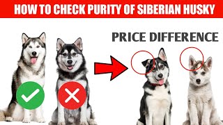 how to check purity of siberian husky/ in Hindi. Siberian husky purity check
