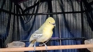 Download lagu sirtu manapun pasti akan langsung nyaut dan emosi dengar tantangan sirtu gacor ini. mp3 Download lagu sirtu manapun pasti akan langsung nyaut dan emosi dengar tantangan sirtu gacor ini. mp3