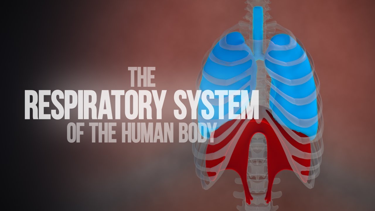 Respiratory System of the Human Body - How the Lungs Work! (Animation)