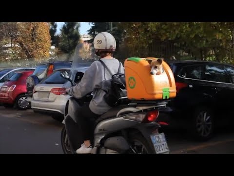 Βαλίτσα Μεταφοράς Κατοικίδιου POW Μαύρη - Πορτοκαλί